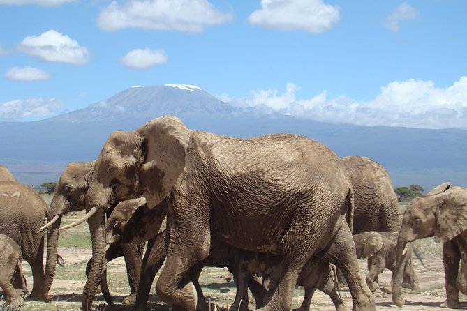 3 days, 2 nights safari to Amboseli National park from Nairobi - Who should book this Amboseli safari?
