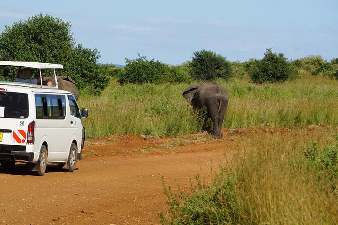 3 Days 2 Nights Safari to Saltlick Lodge from Nairobi - Day three: sunrise, breakfast, and the return journey