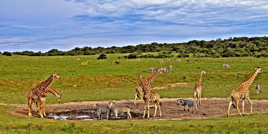 3 days 2 nights saltlick safari from diani/mombasa - Key points to know before booking