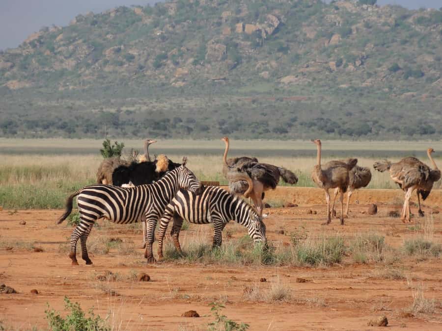 3 days 2 nights saltlick safari from diani/mombasa - The guides can shape the whole safari