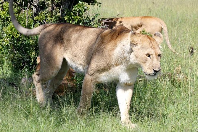 3 Days(2 nights) Tsavo East Tour & Saltlick (Cost based on minimum 2 persons) - Day 2: An early drive, then Taita Hills
