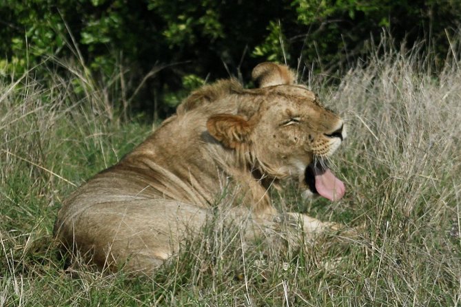 3 Days(2 nights) Tsavo East Tour & Saltlick (Cost based on minimum 2 persons) - Booking advice and cancellation terms