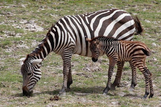 3 Days(2 nights) Tsavo East Tour & Saltlick (Cost based on minimum 2 persons) - Day 1: Bachuma Gate and Tsavo East