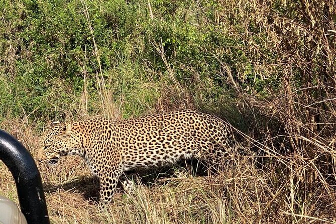 3 Days Adventure Tour in Masai Mara - What the Strong Feedback Tells You