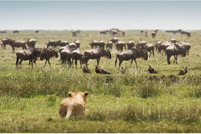 3 Days adventurous Maasai Mara Budget Group Safari - What $850 buys you from Nairobi