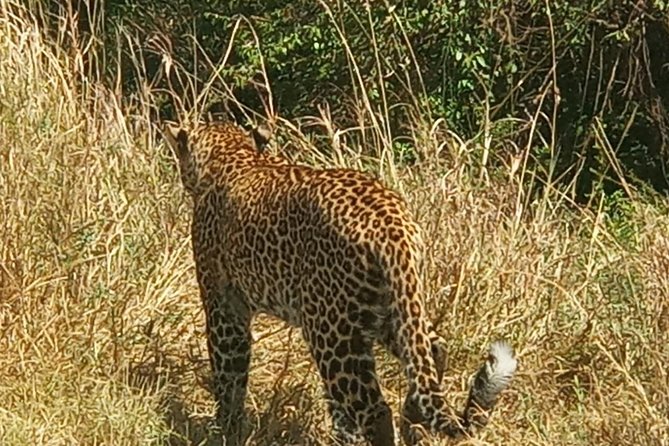3 Days adventurous Maasai Mara Budget Group Safari - Day two, the main wildlife day