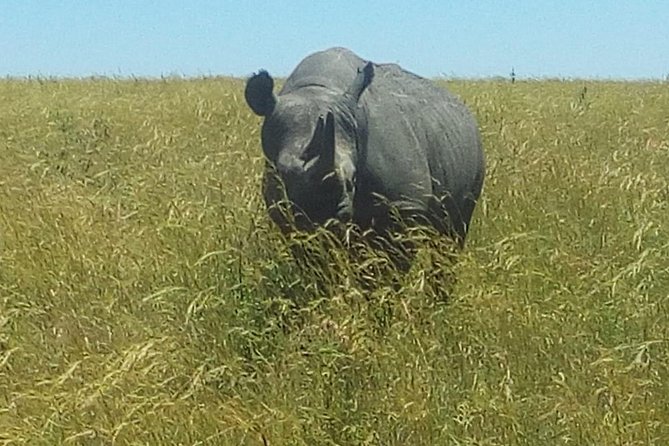 3 Days adventurous Maasai Mara Budget Group Safari - Day three, a short final drive and the road back