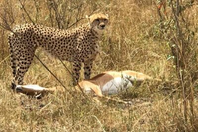 3 days Amboseli, Land of Kilimanjaro