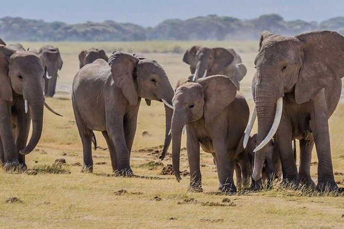 3 days Amboseli, Land of Kilimanjaro - Who will get the most from this safari
