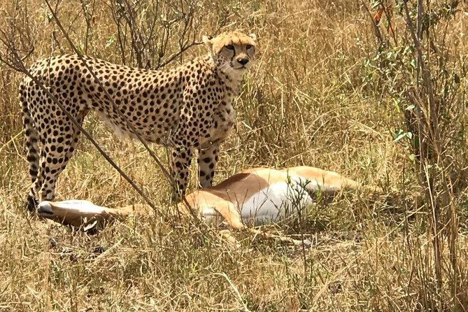 3 days Amboseli, Land of Kilimanjaro - Day one: lunch, Kibo Safari Camp, and the first game drive