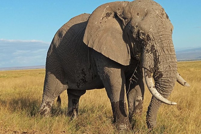3 Days Amboseli National Park - Why Mount Kilimanjaro makes Amboseli special
