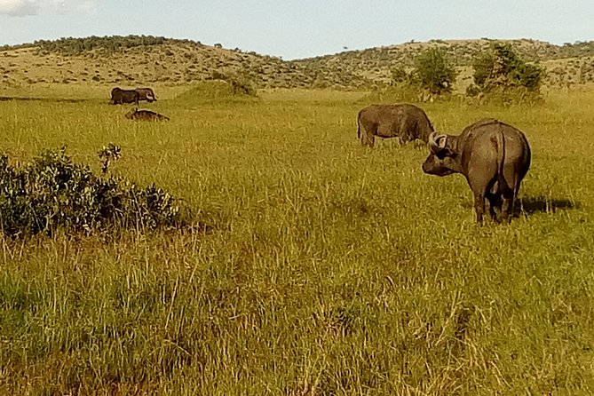 3 Days Amboseli National Park - The elephant experience at camp or lodge