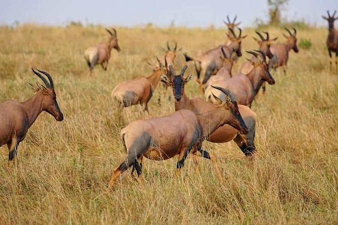 3 Days Amboseli National Park safari - Day three: a final drive before returning to Nairobi