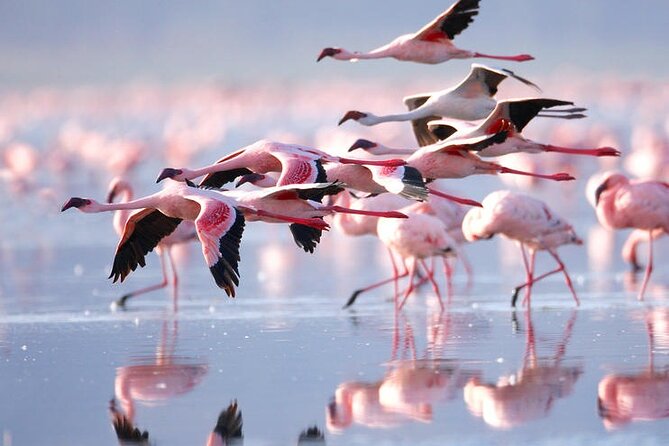 3 Days Amboseli National Park safari - Food, lodging, and comfort on a long safari