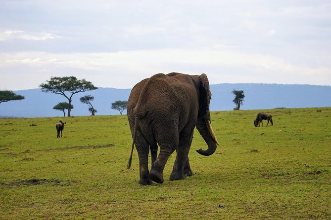 3 Days Amboseli National Park safari - Who should book this Amboseli safari