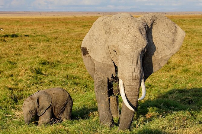 3 Days Amboseli National Park safari - Day two: the best chance for wildlife and Kilimanjaro