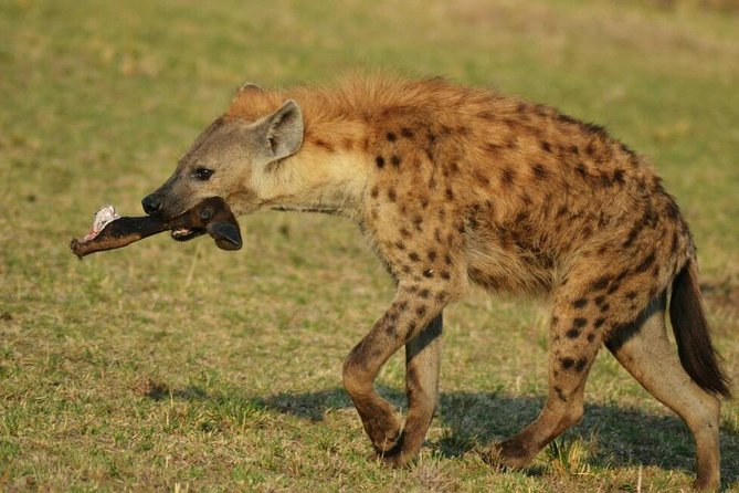 3 Days Amboseli National Park - What the three-day format gives you