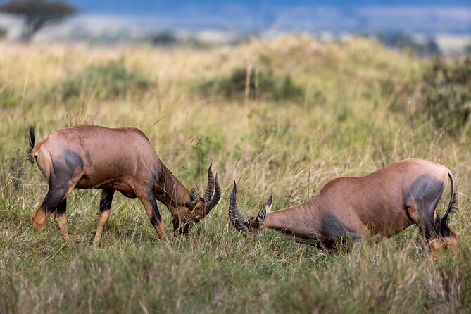 3 Days and 2 Nights Adventure in Masai Mara - Who should book this safari?