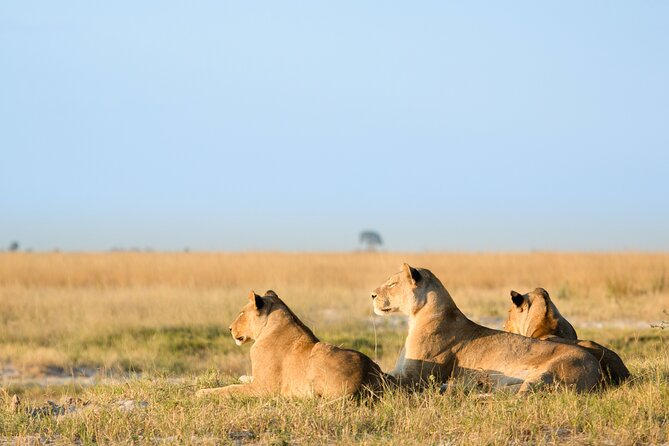 3 Days and 2 Nights Adventure in Masai Mara - Day 2: A full day among the Big Five