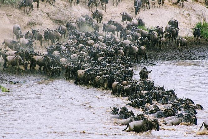 3 Days Budget Masai Mara Safari - The practical drawbacks to consider
