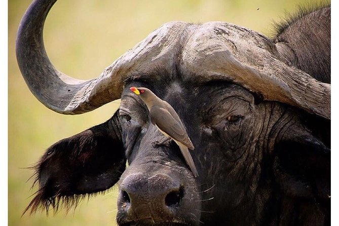 3 Days Budget Masai Mara Safari - Who this safari suits best