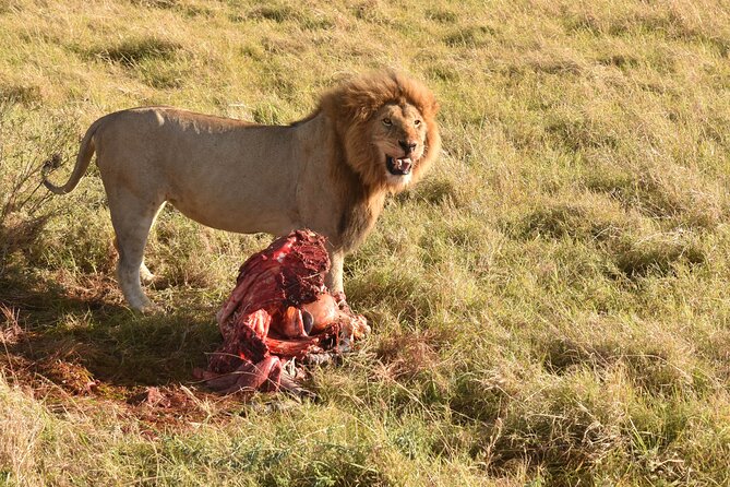 3 Days Gamedrive Safari In Masai Mara From Nairobi - An optional Maasai village visit