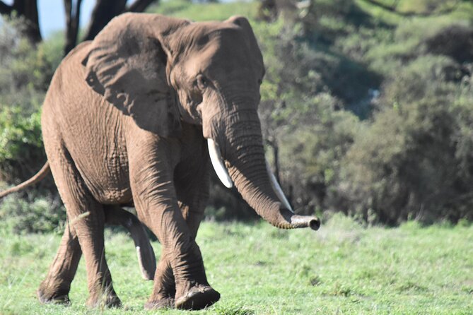 3 Days Gamedrive Safari In Masai Mara From Nairobi - Day three: wildlife before the drive back