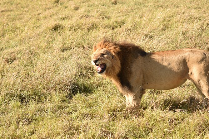 3 Days Gamedrive Safari In Masai Mara From Nairobi - What $555 buys you