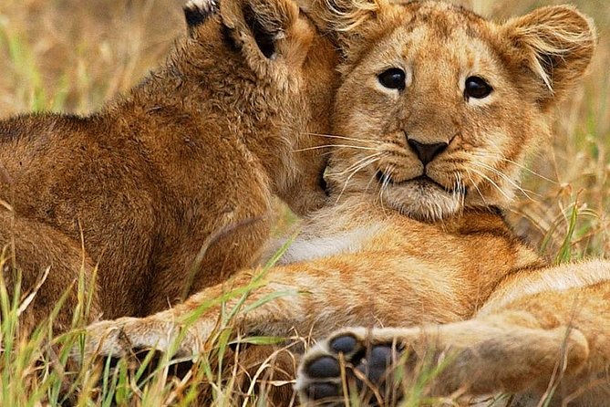 3 days group joining safari to Maasai Mara with a Land Cruiser Jeep - What $221 buys you on this Maasai Mara trip