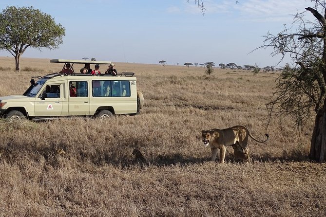 3 days group joining safari to Maasai Mara with a Land Cruiser Jeep - Day 2: a full search for the Big Five