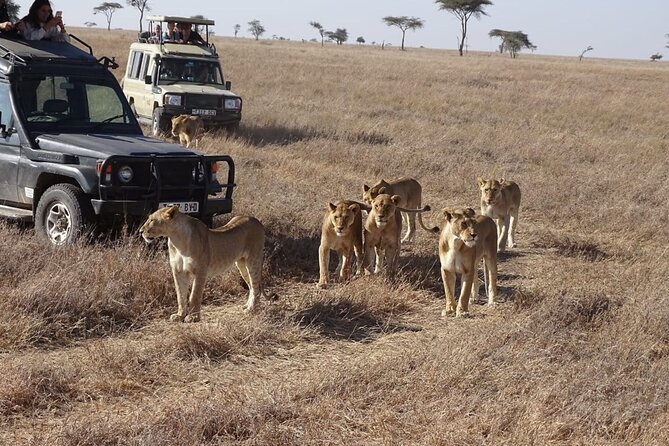 3 days group joining safari to Maasai Mara with a Land Cruiser Jeep - Day 3: the return road and optional Maasai village