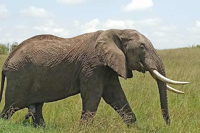 3 days group joining safari to Masai Mara with a Land CruiserJeep - From Nairobi to the Great Rift Valley viewpoint
