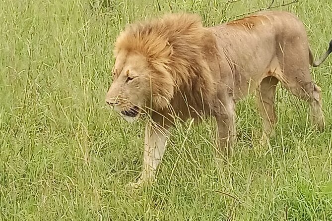 3 days group joining safari to Masai Mara with a Land CruiserJeep - What the tented camp is really like