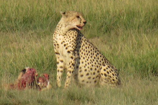 3 days group joining safari to Masai Mara with a Land CruiserJeep - Day three and the optional village visit