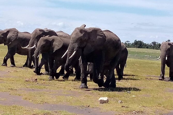3 days group joining safari to Masai Mara with a Land CruiserJeep - The best times to take this trip