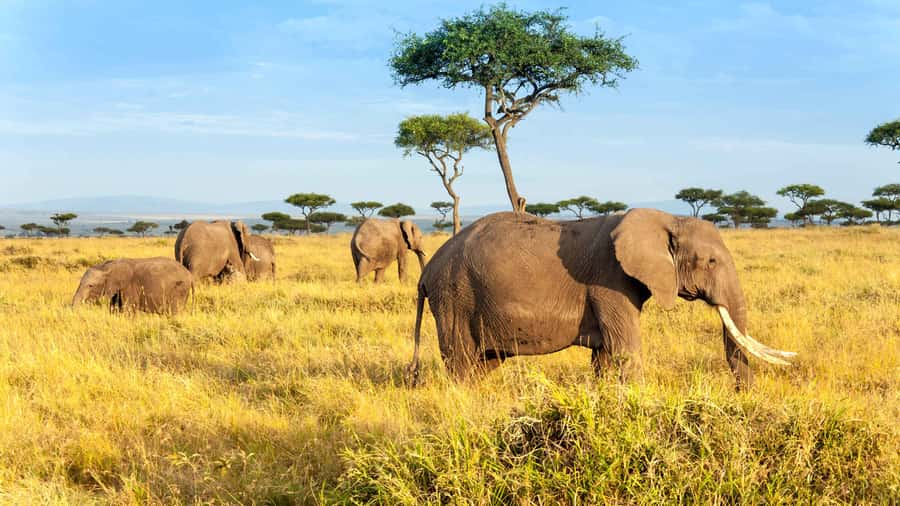 3 days group safari to maasai mara with a 4x4 landcruiser - Key points before you book