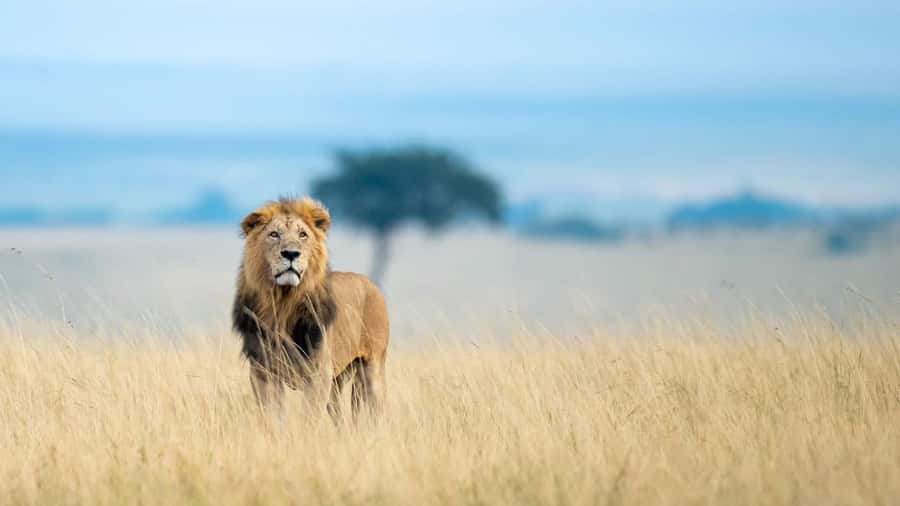 3 days group safari to maasai mara with a 4x4 landcruiser - Day one: Rift Valley views and a sunset game drive