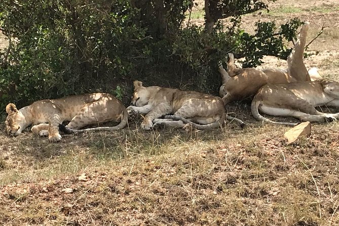 3 Days Maasai Mara Budget Group Safari - Day two: a full day among Mara wildlife
