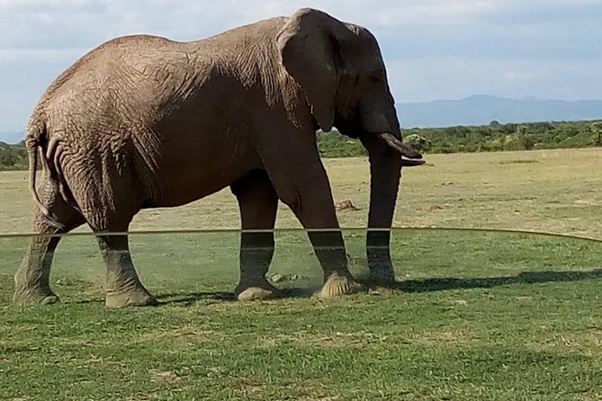 3 Days Maasai Mara Budget Group Safari - What the $660 price really covers