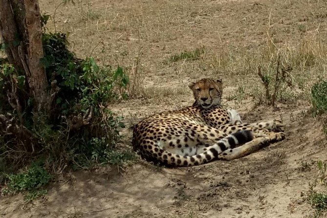 3 Days Maasai Mara Budget Group Safari - Who will enjoy this safari most