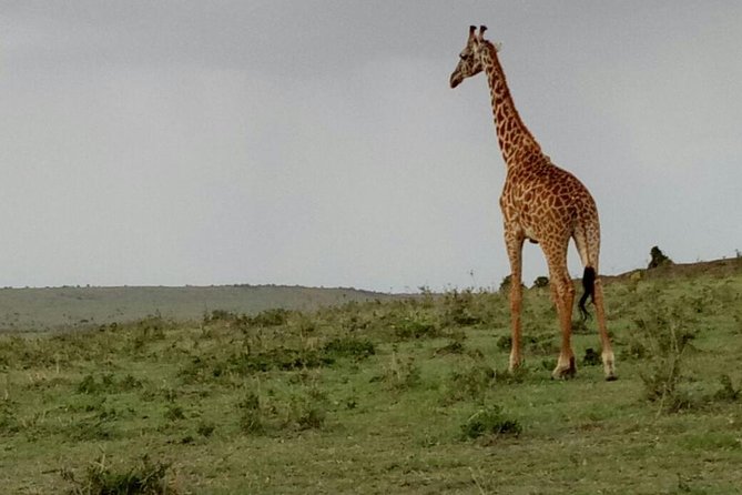 3 Days Maasai Mara Budget Group Safari - Booking advice for the Mara and migration season