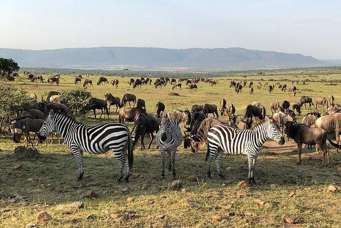 3-Days Maasai Mara Camping Safari on 4x4 Land Cruiser Jeep - Meals, vehicle, and group size