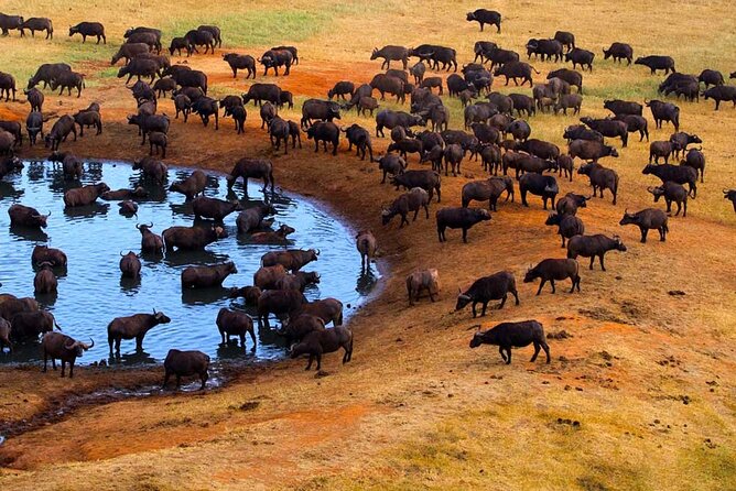 3-Days Maasai Mara Camping Safari on 4x4 Land Cruiser Jeep - The first Maasai Mara game drive at 4:00 p.m.