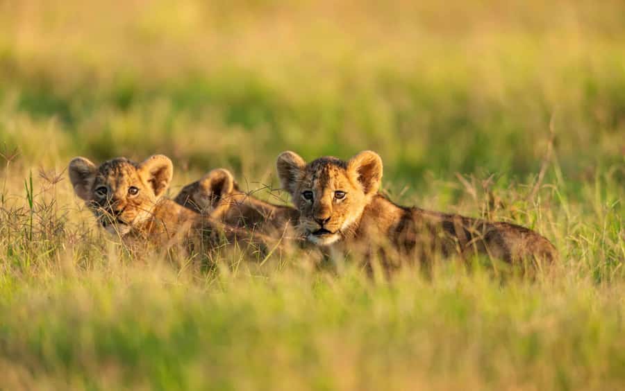 3 Days Maasai Mara Group Safari using a 4x4 Landcruiser - Key points at a glance