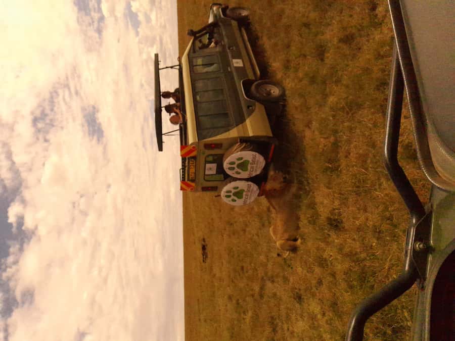 3 Days Maasai Mara Group Safari using a 4x4 Landcruiser - Lunch, check-in, and the 4 p.m. sunset drive