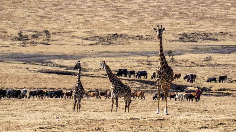 3 Days Maasai Mara Group Safari using a 4x4 Landcruiser - Rhino Tourist Camp and what budget comfort means