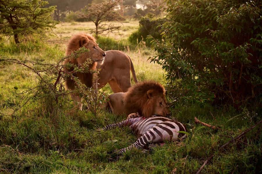 3 Days Maasai Mara Group Safari using a 4x4 Landcruiser - The real cost: park fees change the value