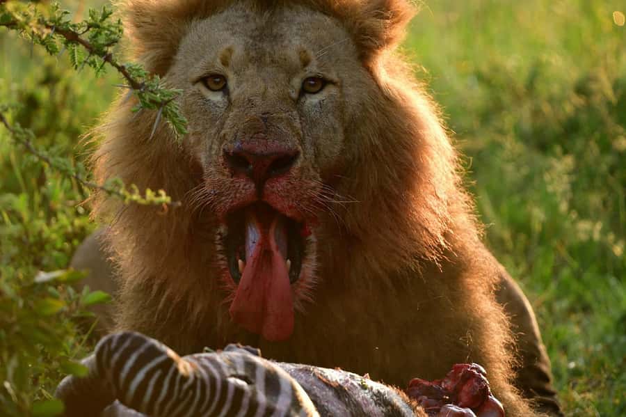 3 Days Maasai Mara Group Safari using a 4x4 Landcruiser - Optional Maasai village visit and balloon safari