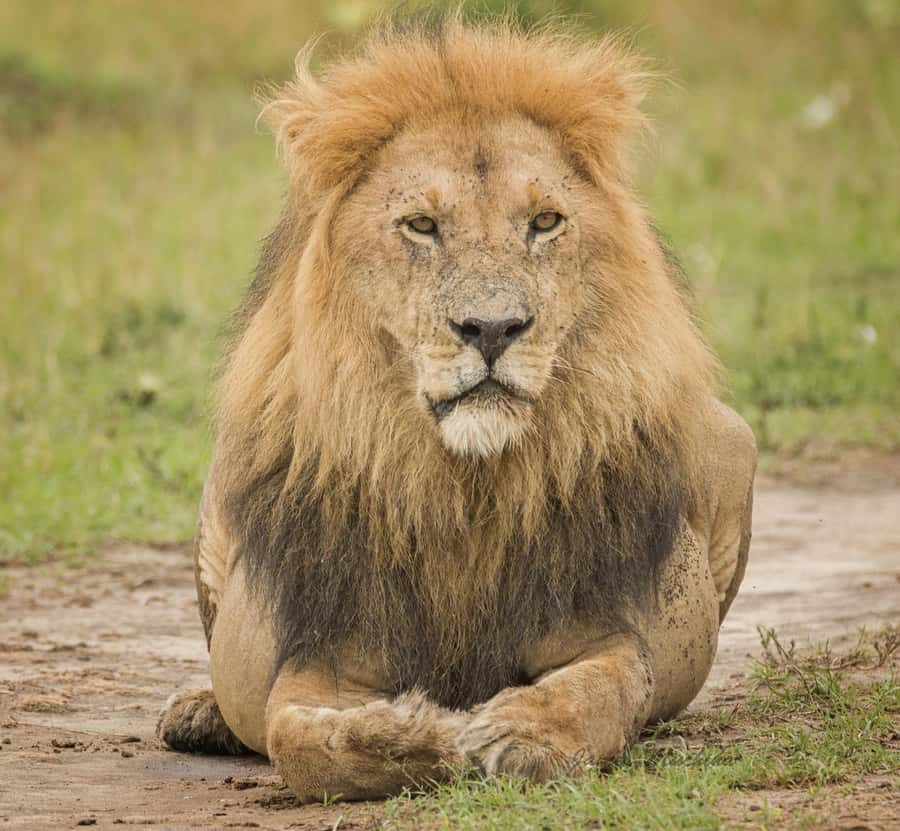3 Days Maasai Mara Group Safari using a 4x4 Landcruiser - Day three: breakfast and the return to Nairobi