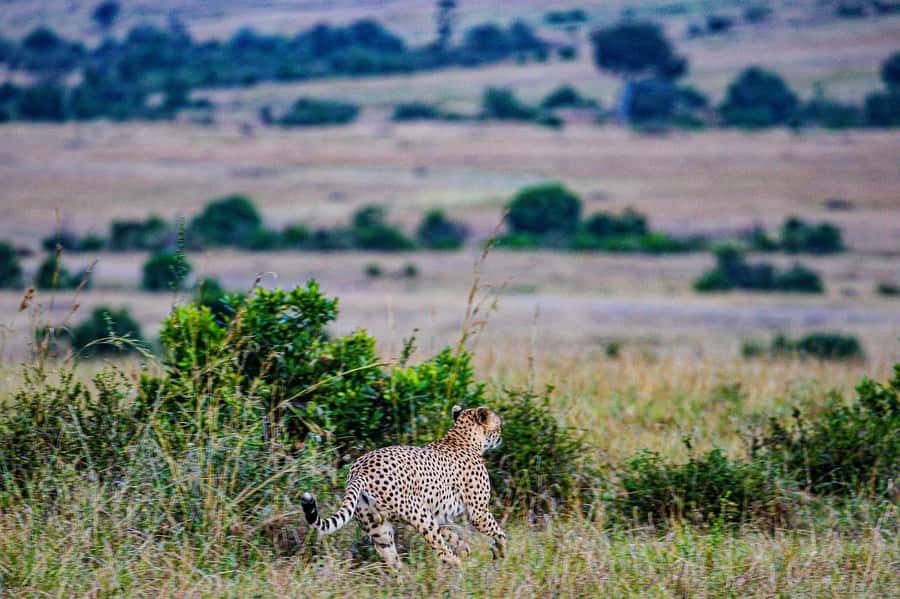 3 Days Maasai Mara Group Safari using a 4x4 Landcruiser - Guides, communication, and the group experience